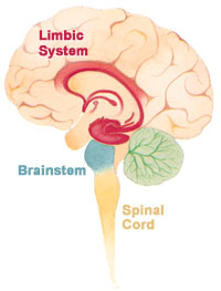Brain_limbicsystem